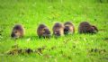 Myocastor coypus